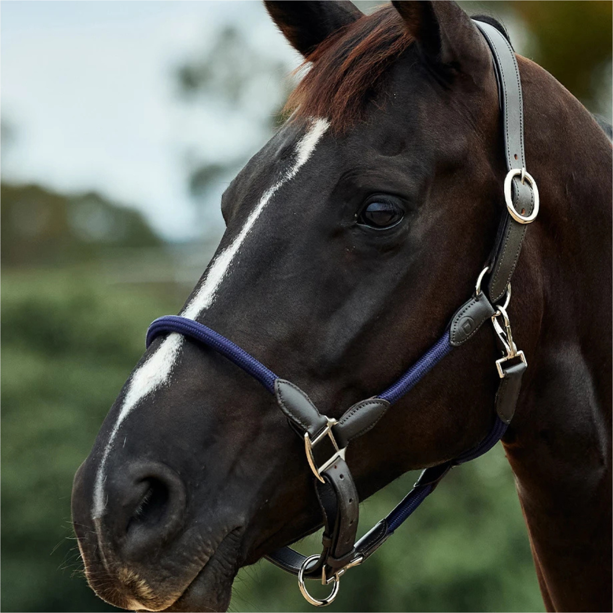 2026 Dublin Leather Rope Headcollar 1031533 - Navy / Brown